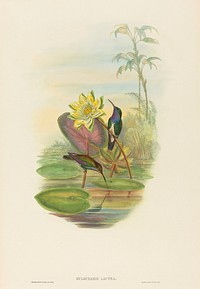 Hylocharis lactea (Sapphire-breasted Emerald) print in high resolution by John Gould (1804–1881) and Henry Constantine Richter (1821-1902).  