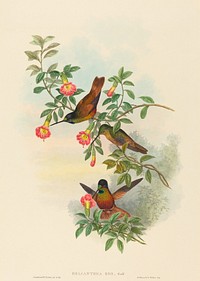 Helianthea eos (Golden Star-frontlet) print in high resolution by John Gould (1804–1881) and Henry Constantine Richter (1821-1902).  