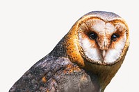 Barn owl collage element  psd