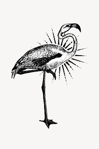 Vintage flamingo drawing isolated design 