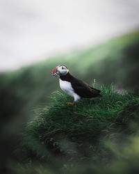 Puffin bird eating fish, closeup of animal and nature image