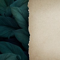 Leaf background, ripped paper texture