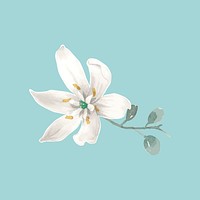 White flower, watercolor illustration vector