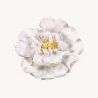 White wild rose illustration vector