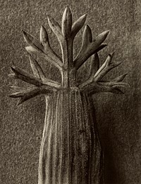 Seseli gummiferum; Karl Blossfeldt (1865-1932)