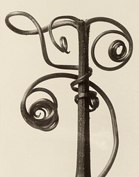 Cucurbita by Karl Blossfeldt (1865-1932)