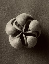 Blumenbachia hieronymi (Loasaceae) by Karl Blossfeldt (1865-1932)