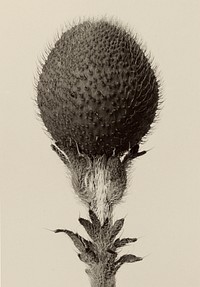 Thorned bulbous plant by Karl Blossfeldt (1865-1932)