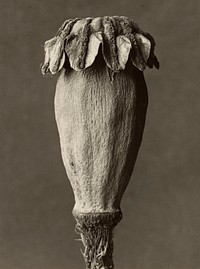 Papaver orientalis by Karl Blossfeldt (1865-1932)