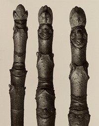 Aesculus parviflora; Karl Blossfeldt (1865-1932)