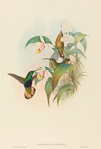 Lafresnaya flavicaudata (Buff-tailed Velvet-breast) print in high resolution by John Gould (1804–1881) and Henry Constantine Richter (1821-1902).  