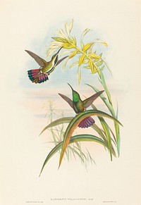 Lampornis veraguensis (Veraguan Mango) print in high resolution by John Gould (1804–1881) and Henry Constantine Richter (1821-1902).  