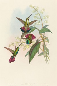 Lampornis prevosti print in high resolution by John Gould (1804–1881) and Henry Constantine Richter (1821-1902).  