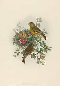 Ligurinus chloris (Greenfinch) print in high resolution by John Gould (1804–1881) and Henry Constantine Richter (1821-1902).  