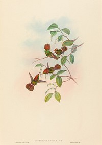 Lophornas reginae (Spangled Coquette) print in high resolution by John Gould (1804–1881) and Henry Constantine Richter (1821-1902).  