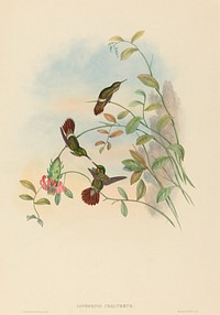 Lophornis chalybeus (Festive Coquette) print in high resolution by John Gould (1804–1881) and Henry Constantine Richter (1821-1902).  