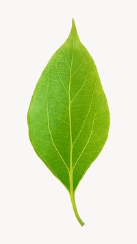 Green leaf, isolated image design