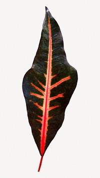 Maranta leaf collage element psd