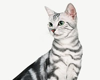 American Shorthair kitten collage element, isolated image psd