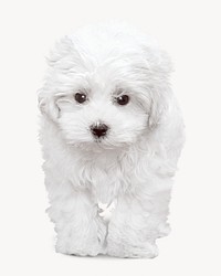 White Maltese dog  isolated on off white design 
