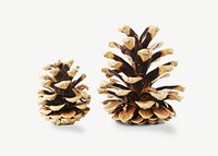 Pinecones collage element psd