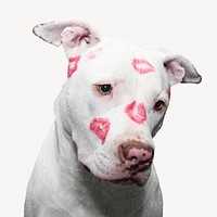 Dog with lipstick kisses collage element  psd