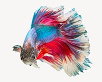 Betta fish collage element psd