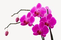 Pink orchid, botanical collage element psd