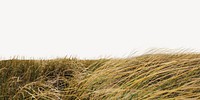 Windy grass field border, landscape photo psd