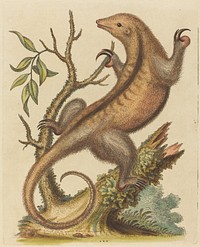 Pygmy Anteater (1755) print in high resolution by George Edwards.  