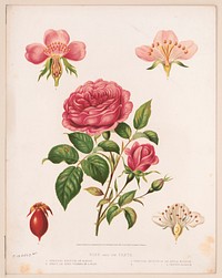 Rose and its parts (1872) by L. Prang & Co.  