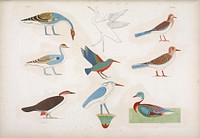 Various species of birds represented in the hunts. Most are distinguished by their ancient names written in hieroglyphs from I monumenti dell'Egitto e della Nubia (1832-1844) by Carlo Lasinio (1757-1839).