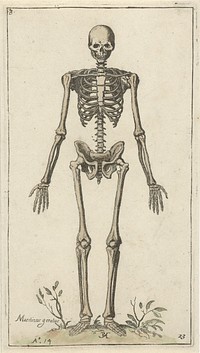 Mannelijk skelet, van voren gezien, Pieter Feddes van Harlingen, after Marcus Gheeraerts (I), (1614) by Pieter Feddes van Harlingen 