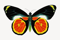 E.A. Séguy's butterfly, vintage insect illustration. Original public domain image from Biodiversity Heritage Library. Digitally enhanced by rawpixel.