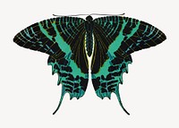 Green exotic butterfly, vintage insect illustration. Original public domain image by E.A. Séguy from Biodiversity Heritage Library. Digitally enhanced by rawpixel.