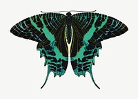 Green exotic butterfly, vintage insect collage element psd. Remixed by rawpixel.