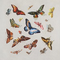 Aesthetic butterflies and moth painting. Original public domain image from The Smithsonian Institution. Digitally enhanced by rawpixel.