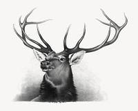 Aesthetic elk illustration.  Remastered by rawpixel