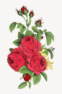 Aesthetic vintage rose bouquet illustration. Remixed by rawpixel.