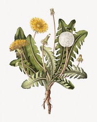 Aesthetic vintage dandelion illustration.  Remastered by rawpixel