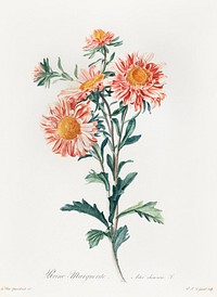 Chinese aster (1800) vintage prints by Gerard van Spaendonck. Original public domain image from The Minneapolis Institute of Art. Digitally enhanced by rawpixel.