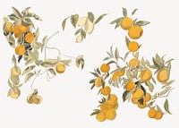 Aesthetic vintage fruit tree illustration.  Remastered by rawpixel