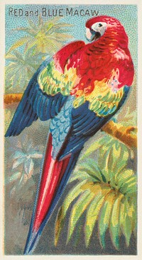 Macaw (1889) painting by George S. Harris & Sons. Original public domain image from The MET Museum. Digitally enhanced by rawpixel.