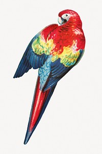 Aesthetic macaw illustration.   Remastered by rawpixel