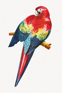 Aesthetic macaw illustration.   Remastered by rawpixel