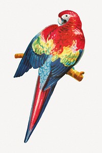 Aesthetic macaw psd.   Remastered by rawpixel