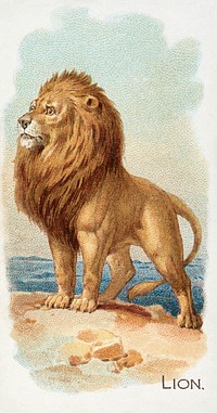 Lion from the Quadrupeds series N21 (1890) painting by Allen & Ginter. Original public domain image from The MET Museum. Digitally enhanced by rawpixel.