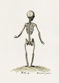 Skeleton (1614) painting by Pieter Feddes van Harlingen. Original public domain image from the Rijksmuseum. Digitally enhanced by rawpixel.