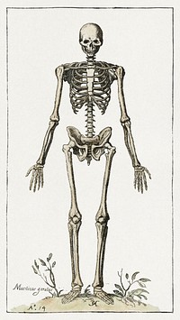 Skeleton (1614) painting by Pieter Feddes van Harlingen. Original public domain image from the Rijksmuseum. Digitally enhanced by rawpixel.