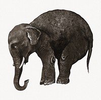 Aesthetic elephant illustration.  Remastered by rawpixel